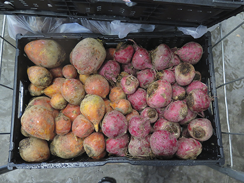 Kelta ja raitajuurikkaat