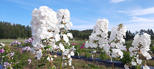 kiiltoleimu-snowdon-kenttakokeessa-saara-tuohimetsa-kopio