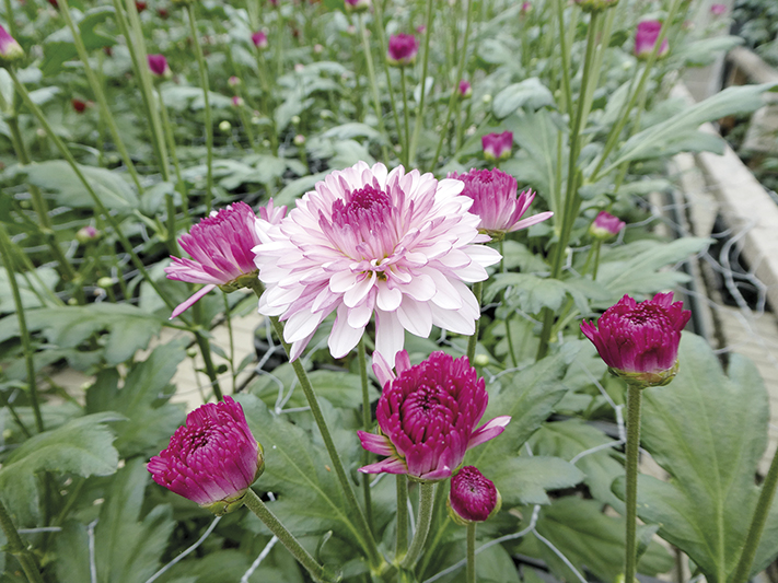 Lollipop-krysanteemi