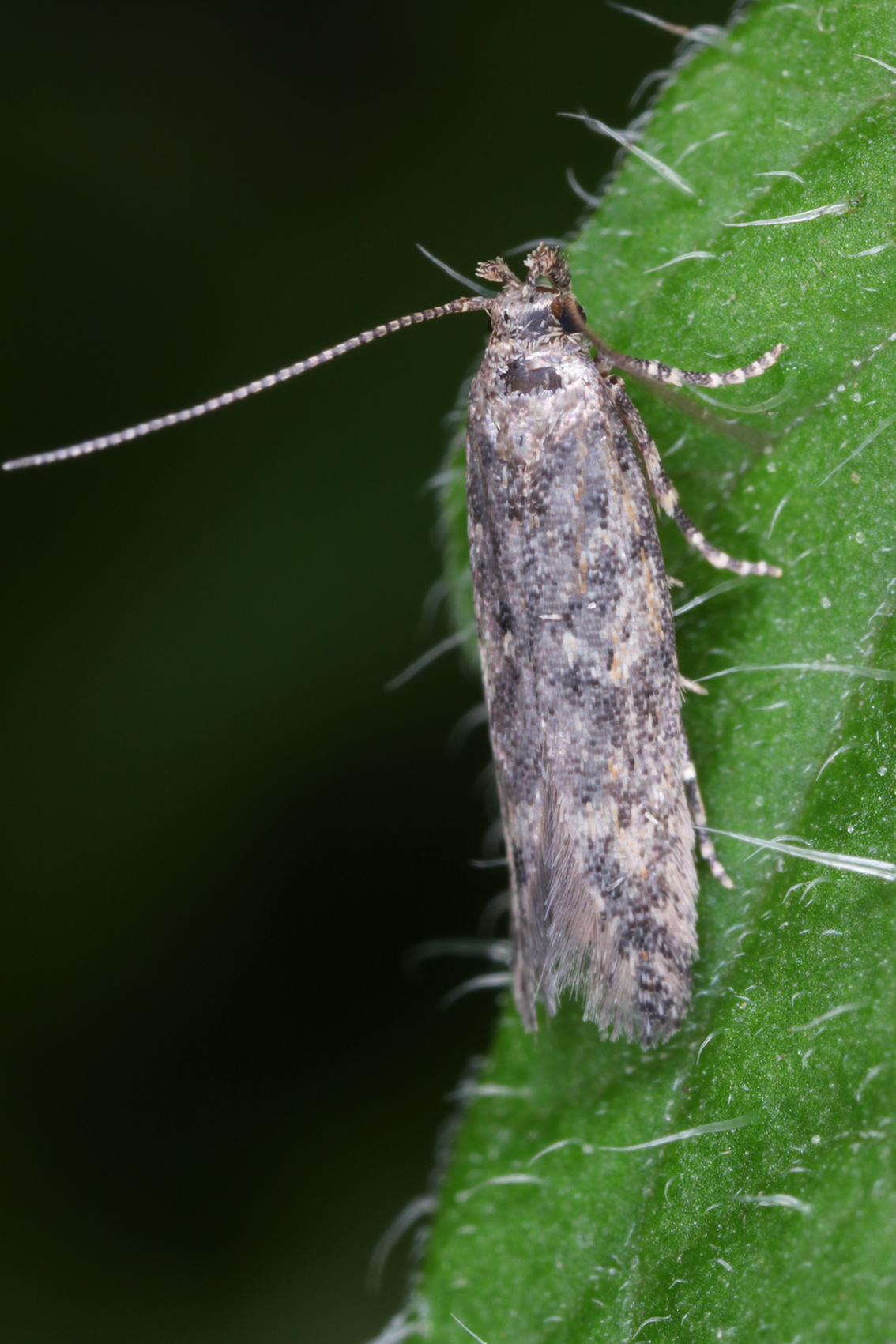 tomaattijaytajakoibioplanet