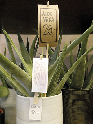 aloe hintalappu