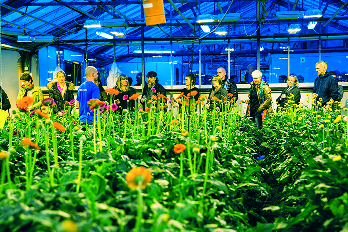 islanti kukkaviljelma