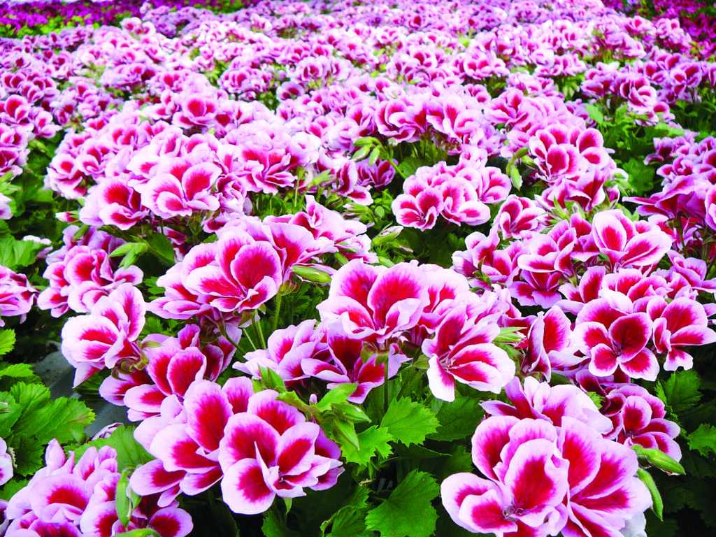 jalopelargonit_-_1-1