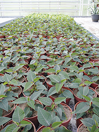 joulutähdet elokuussa nettiin