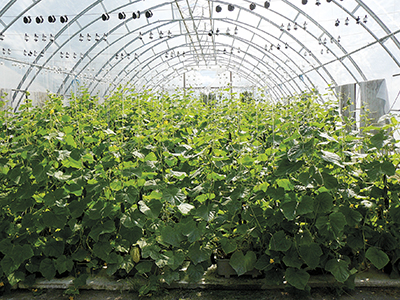 kurkkukasvusto_vilppula