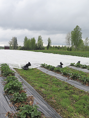 nettiinKukkonen mansikka