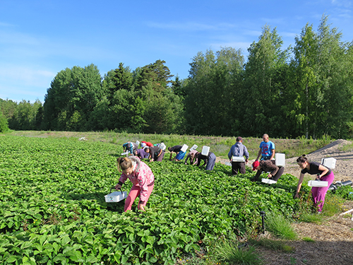 nettiin_poimijat_vilppula