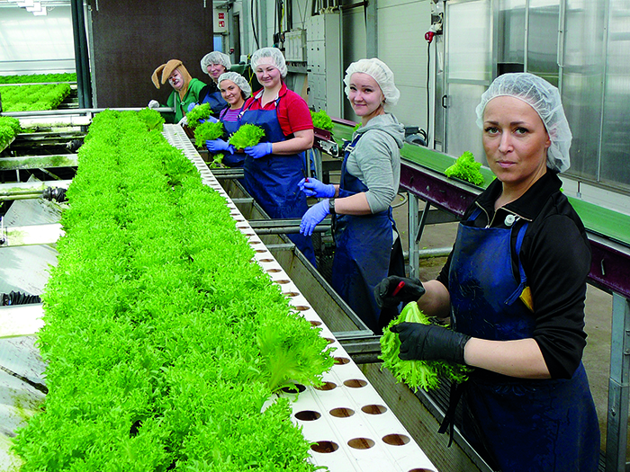 ryhmis salaattihuoneessa 1