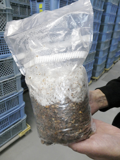 sienirihmasto_pussissa