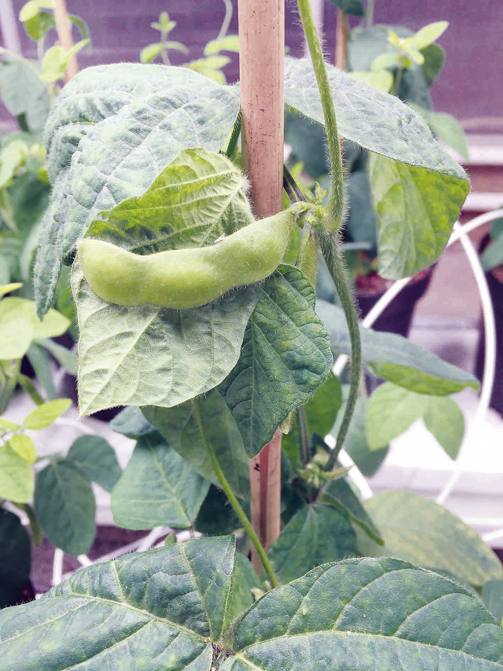 soijapapu2_titta-kotilainen