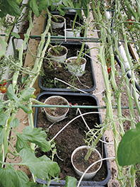 tomaattialusta nettiin