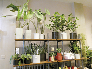 viherkasvivalikoima 1